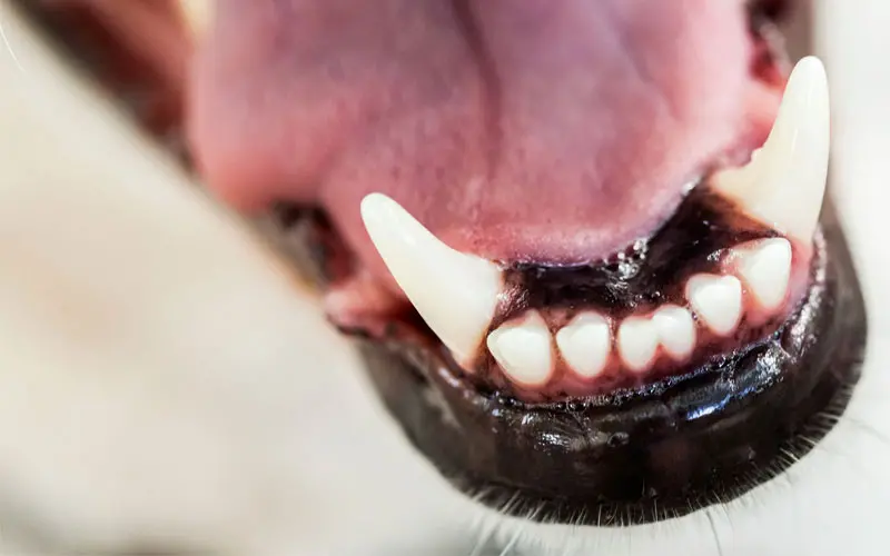 dog teeth closeup