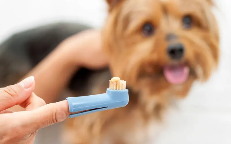 dog toothbrush new