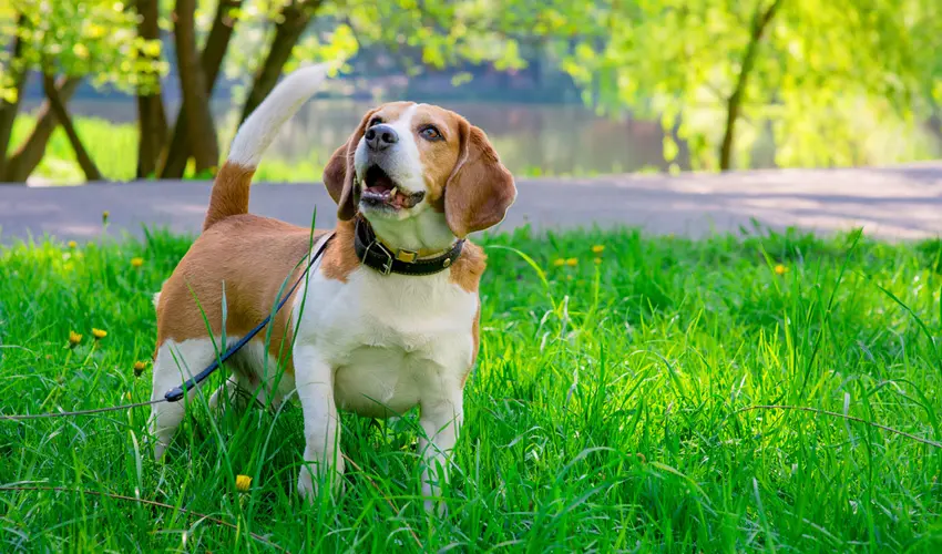 can dogs get heartworms from eating cat poop