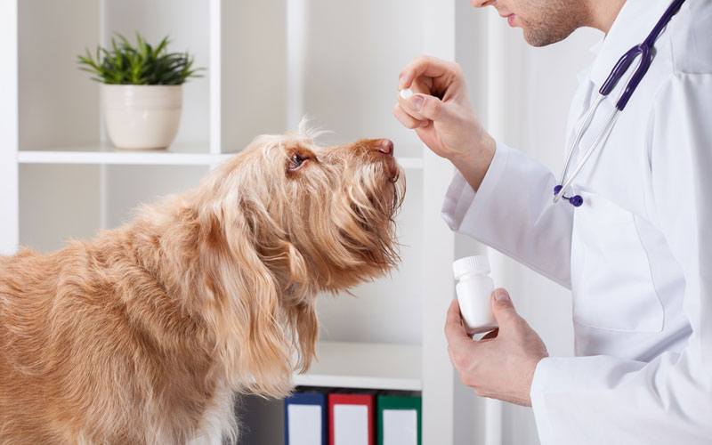 order pet medicine online