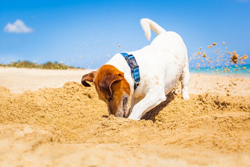 Beach Safety Tips for Dogs | Shallowford Animal Hospital