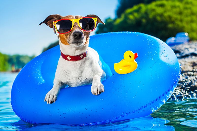 dog shades pool