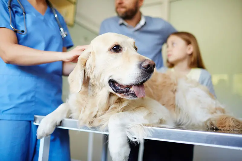 Working in a Veterinary Clinic: The Challenges and Rewards | Shallowford Animal  Hospital