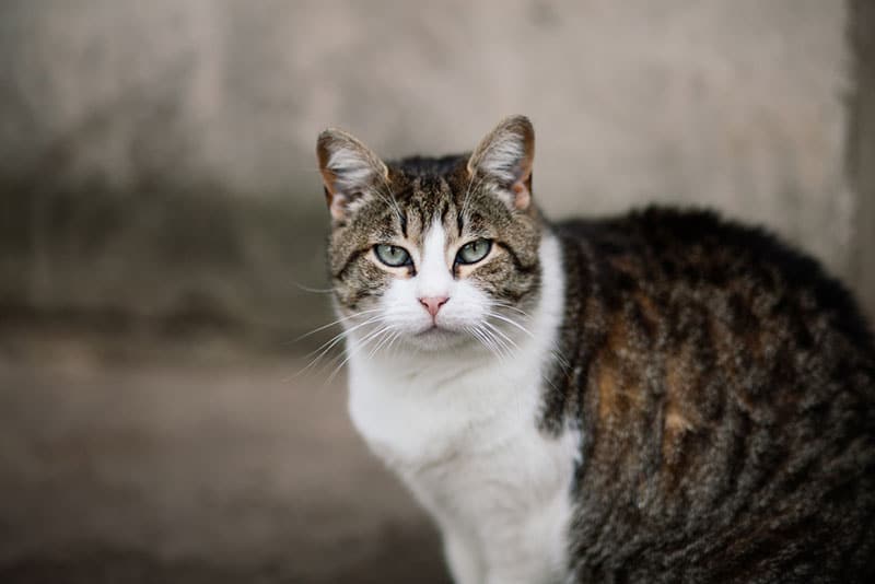 rynker Assimilate få øje på Feline Diabetes: Symptoms, Diagnosis and Treatment | Shallowford Animal  Hospital