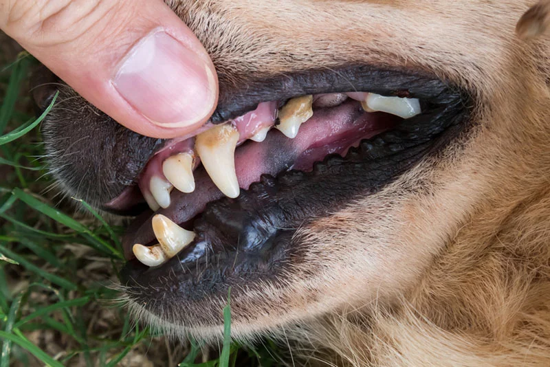 February is National Pet Dental Health Month: What You Should Know |  Shallowford Animal Hospital