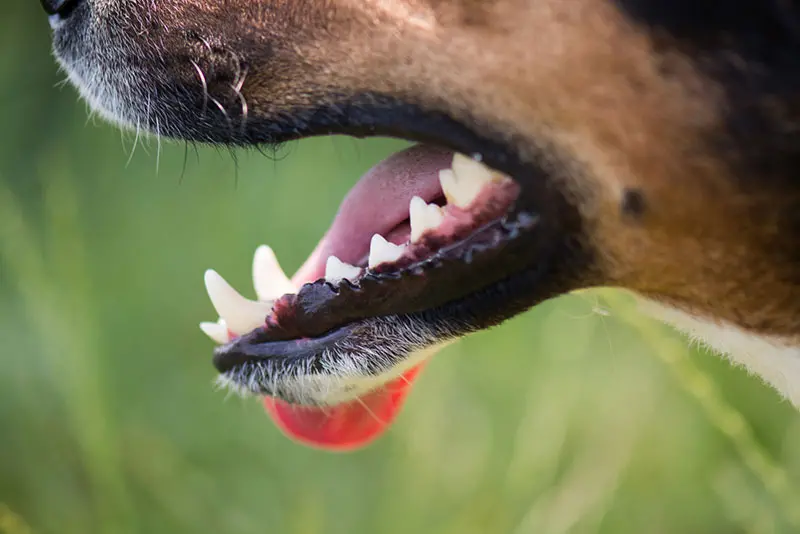 can a dog survive without teeth