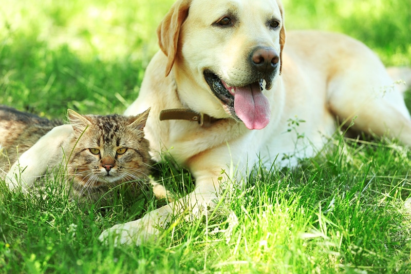 dog and cat new