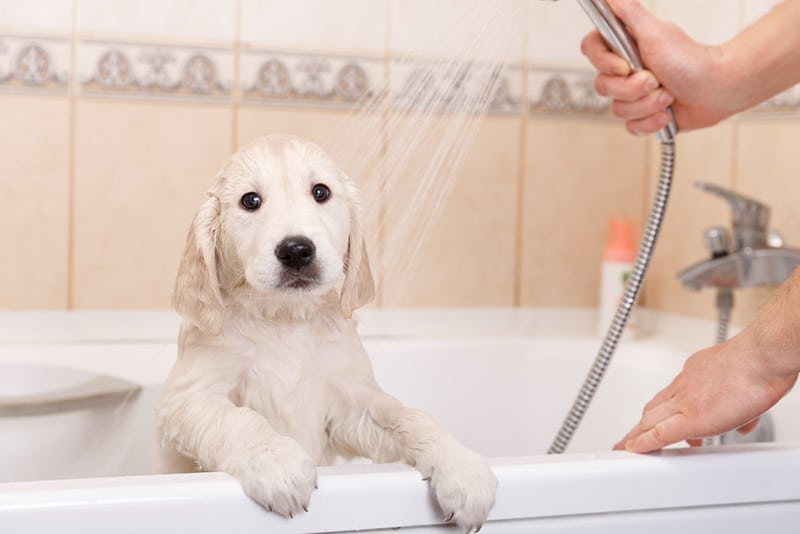 how often can you use flea shampoo on your dog