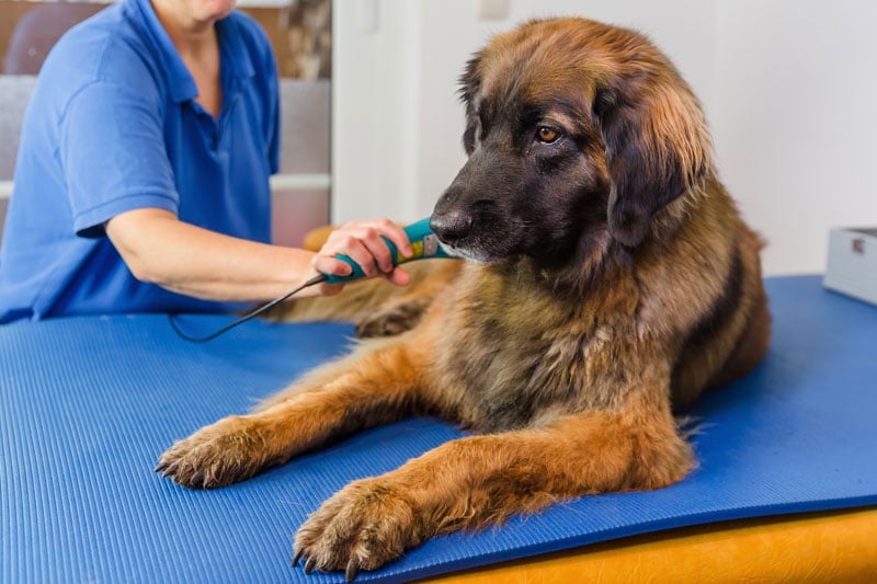 Benefits of Laser Therapy for Dogs | Shallowford Animal Hospital