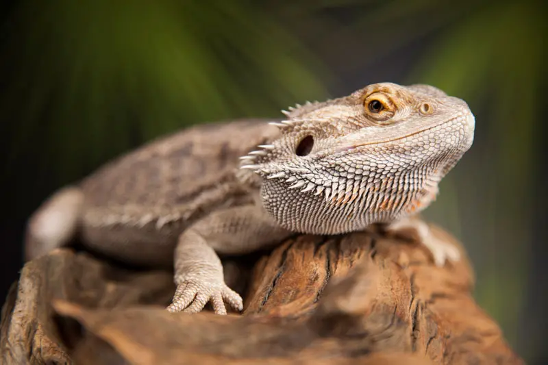 bearded dragon pet