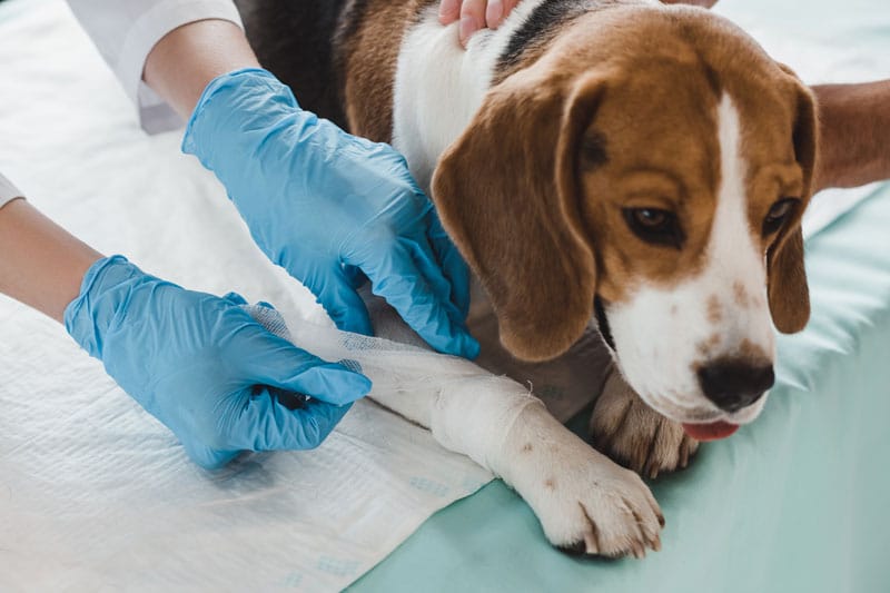 Pet First Aid Awareness Month | Shallowford Animal Hospital