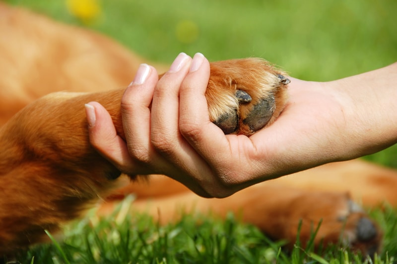 diy dog paw balm without beeswax