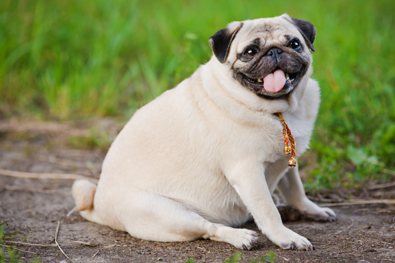Overweight Dog at Home? Try These Steps to Come Home to a Happy Healthy Pet  | Shallowford Animal Hospital