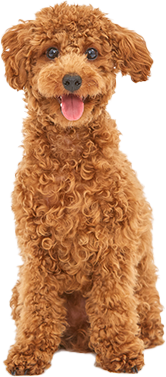 happy brown curly dog