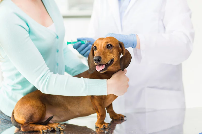 Anal Glands and Recognizing Problems | Shallowford Animal Hospital