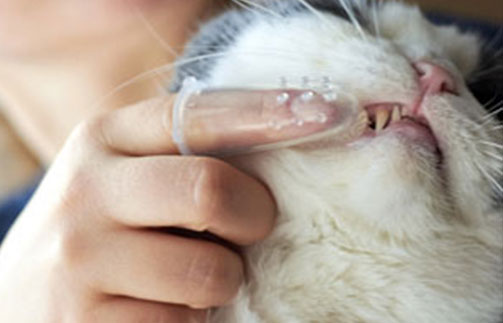 brushing cats teeth cropped image