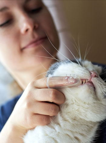 cleaning cats teeth with rubber brush