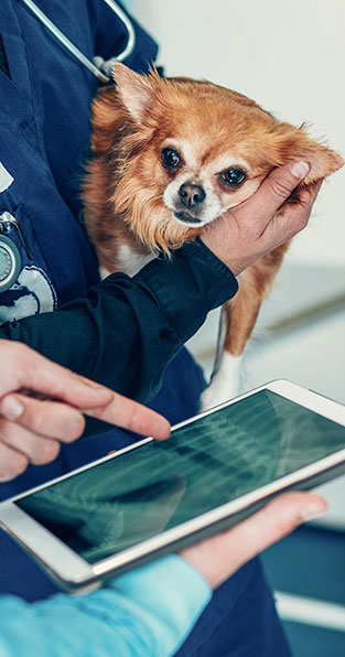 digital xray on tablet with dog in Lewisville, NC