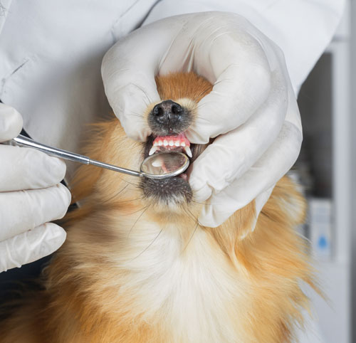 dr looking in pomeranians mouth in Lewisville, NC