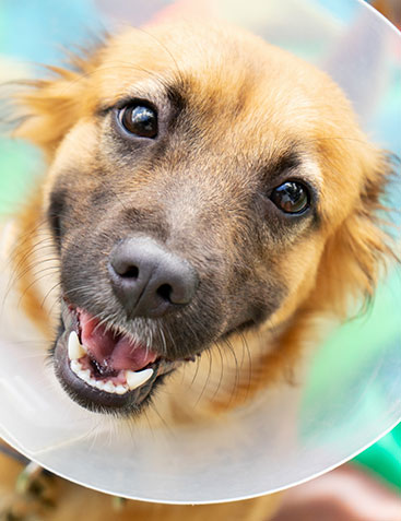 happy dog with cone