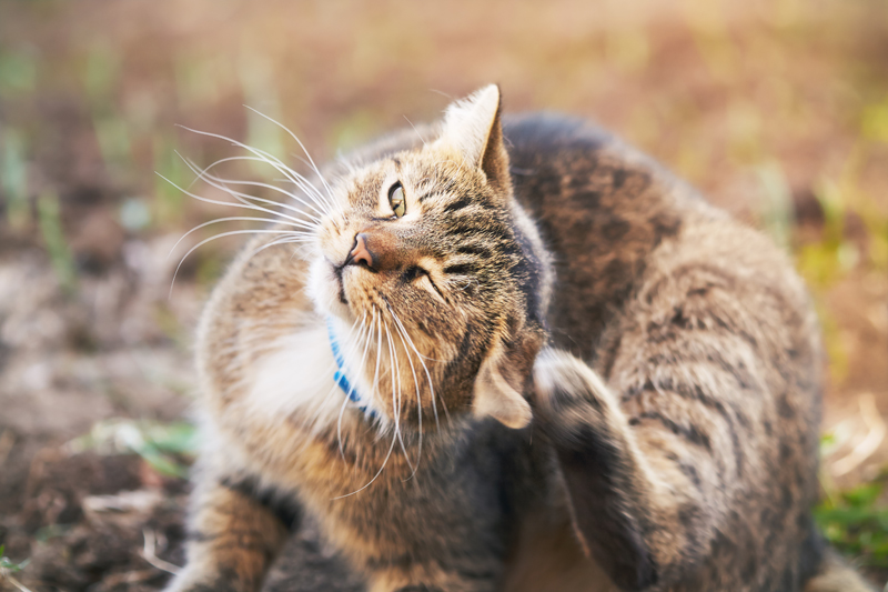 Cat Ear Infections: Symptoms, Treatments, and Natural Remedies