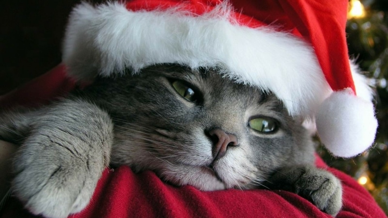 cat-christmas