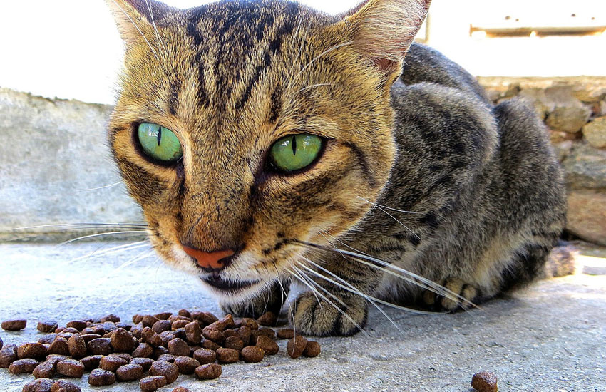 Tips for Feeding for Your Senior Cat | Shallowford Animal Hospital