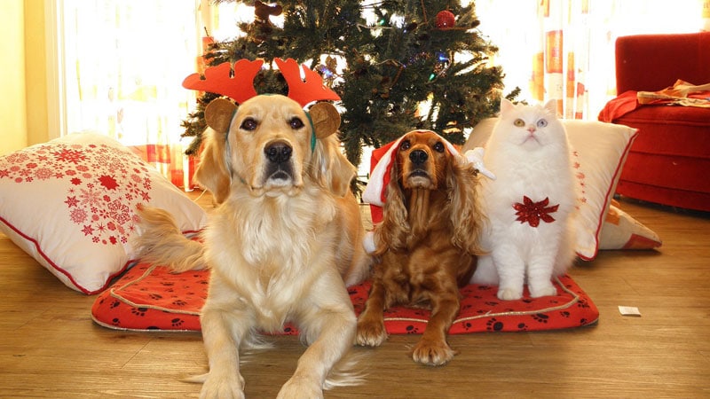 dog-cat-christmas