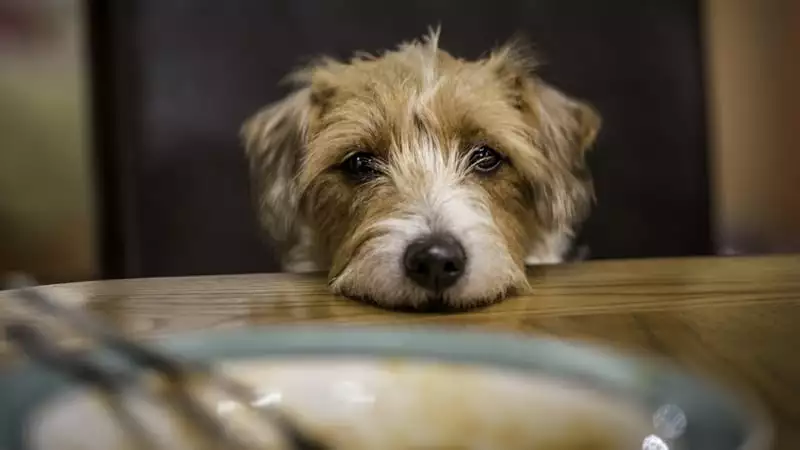 dog table