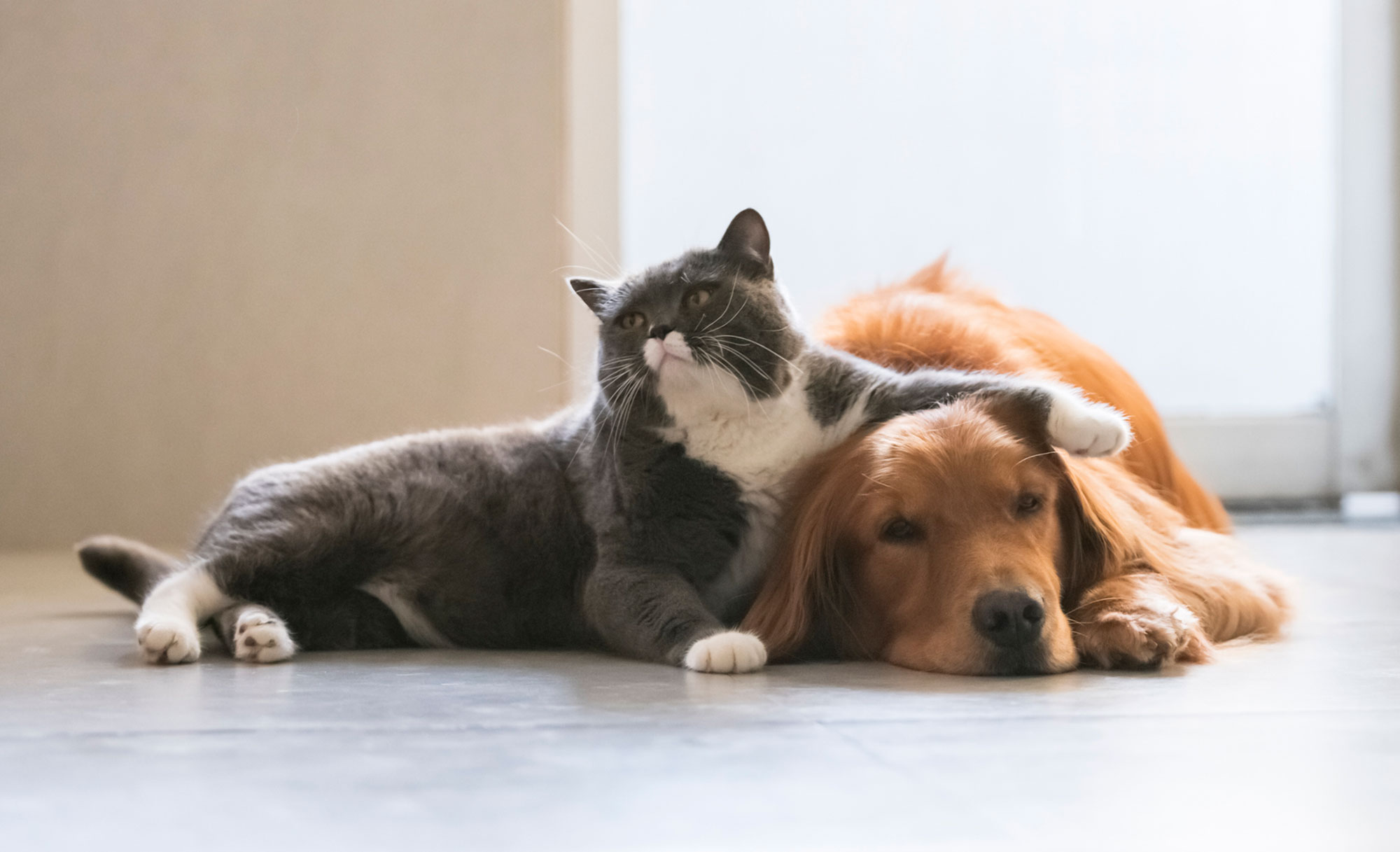 Cat with its arm over dog