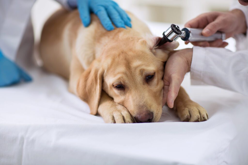 local vet