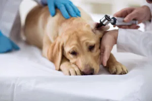 local vet