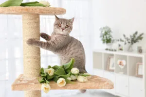 feline behavior problems