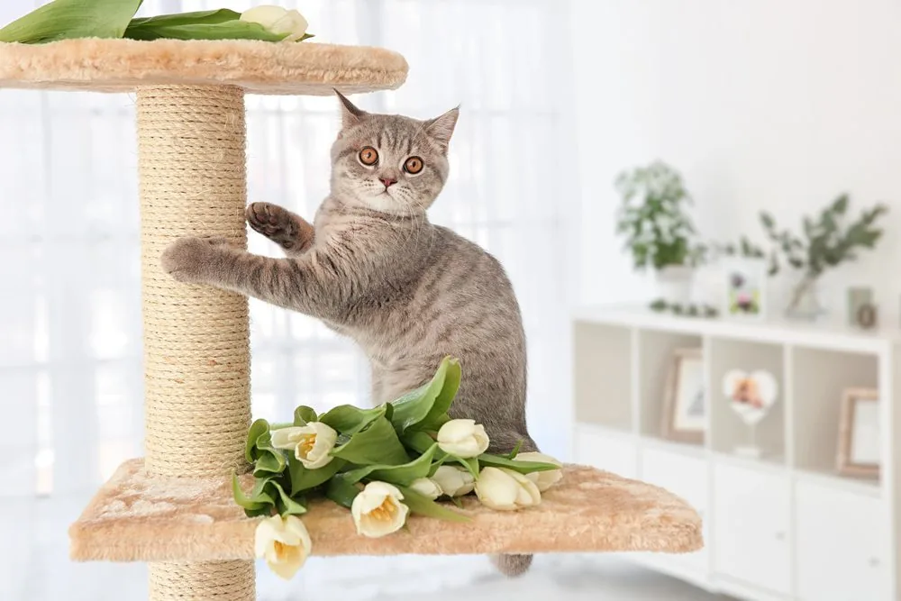 feline behavior problems