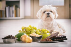 household toxins for dogs