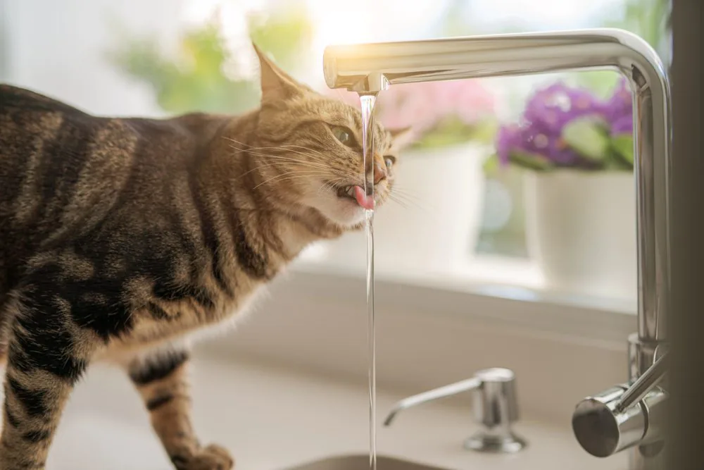 why is my cat drinking so much water