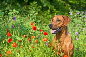 spring pet safety tips for dogs and cats