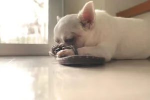 separation anxiety in pets
