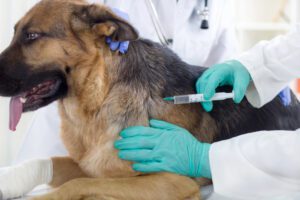 pet vaccinations
