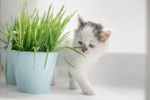 plants toxic to cats