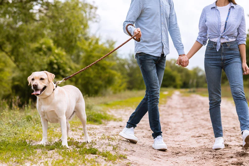 how many dogs can you walk at once