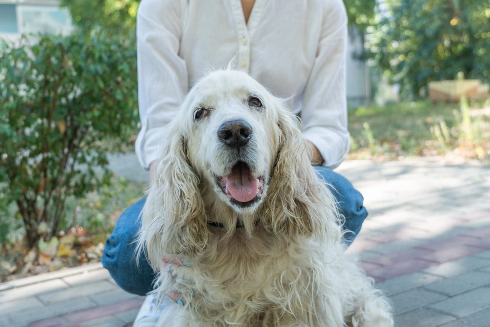 senior pet care