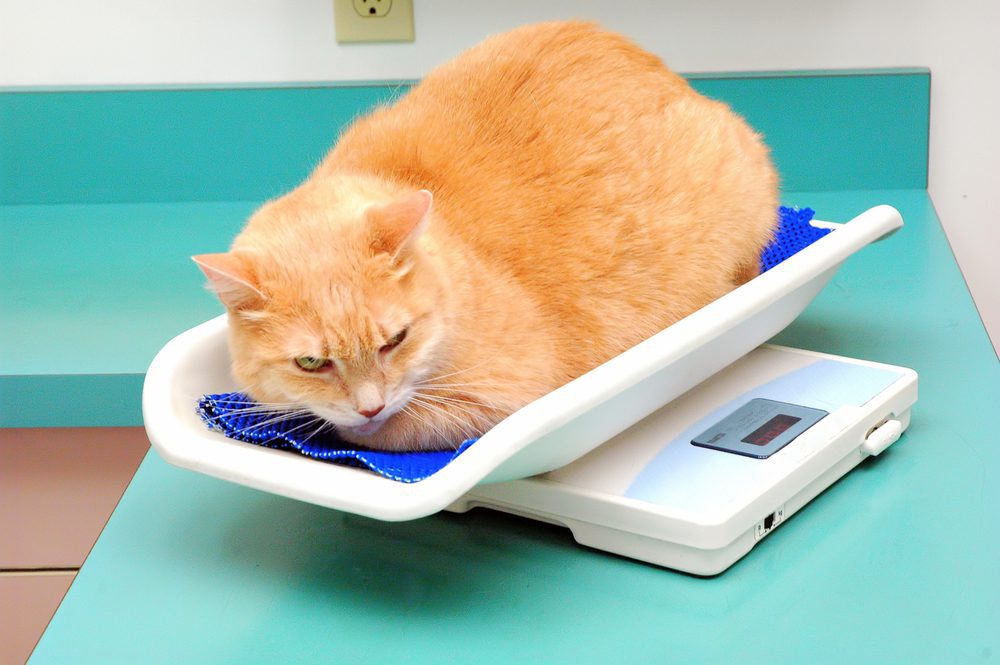 healthy weight management for dogs and cats