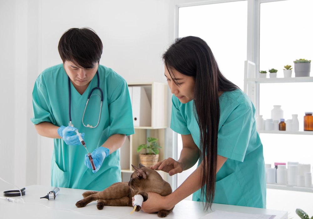 annual bloodwork for pets