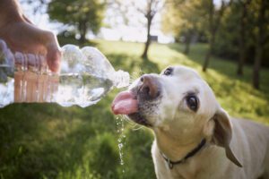 summer pet safety tips