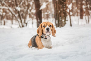 Winter Risks for Pets