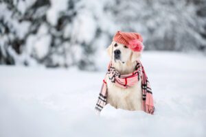Winter Pet Care Basics