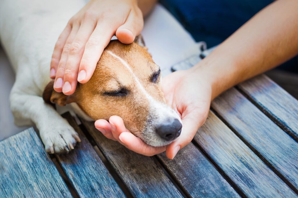 signs your pet is in pain signs your pet is in pain