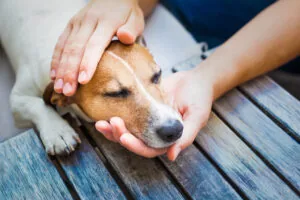 signs your pet is in pain