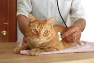 annual pet exam